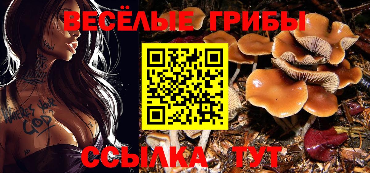 Озёрск  Галлюциногенные грибы Cubensis  Вход с VPN 